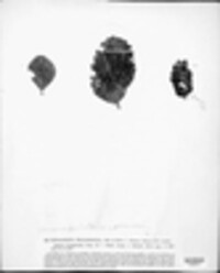 Phyllosticta fragariicola image